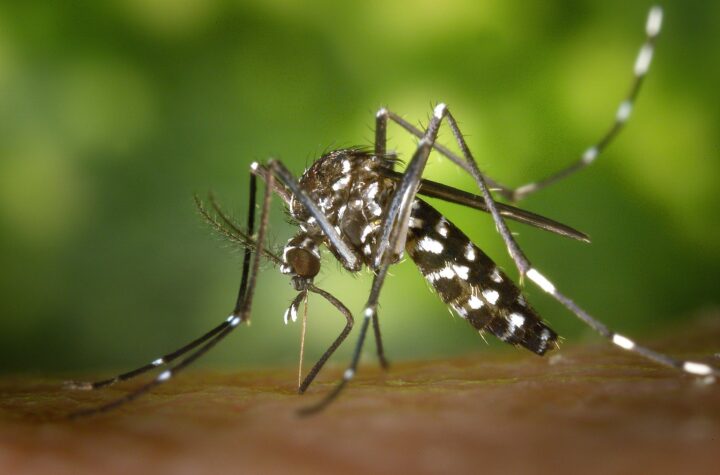 mosquito killing solution