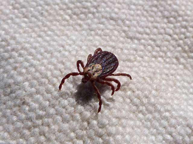 10 Effective Ways To Remove Ticks From Pets
