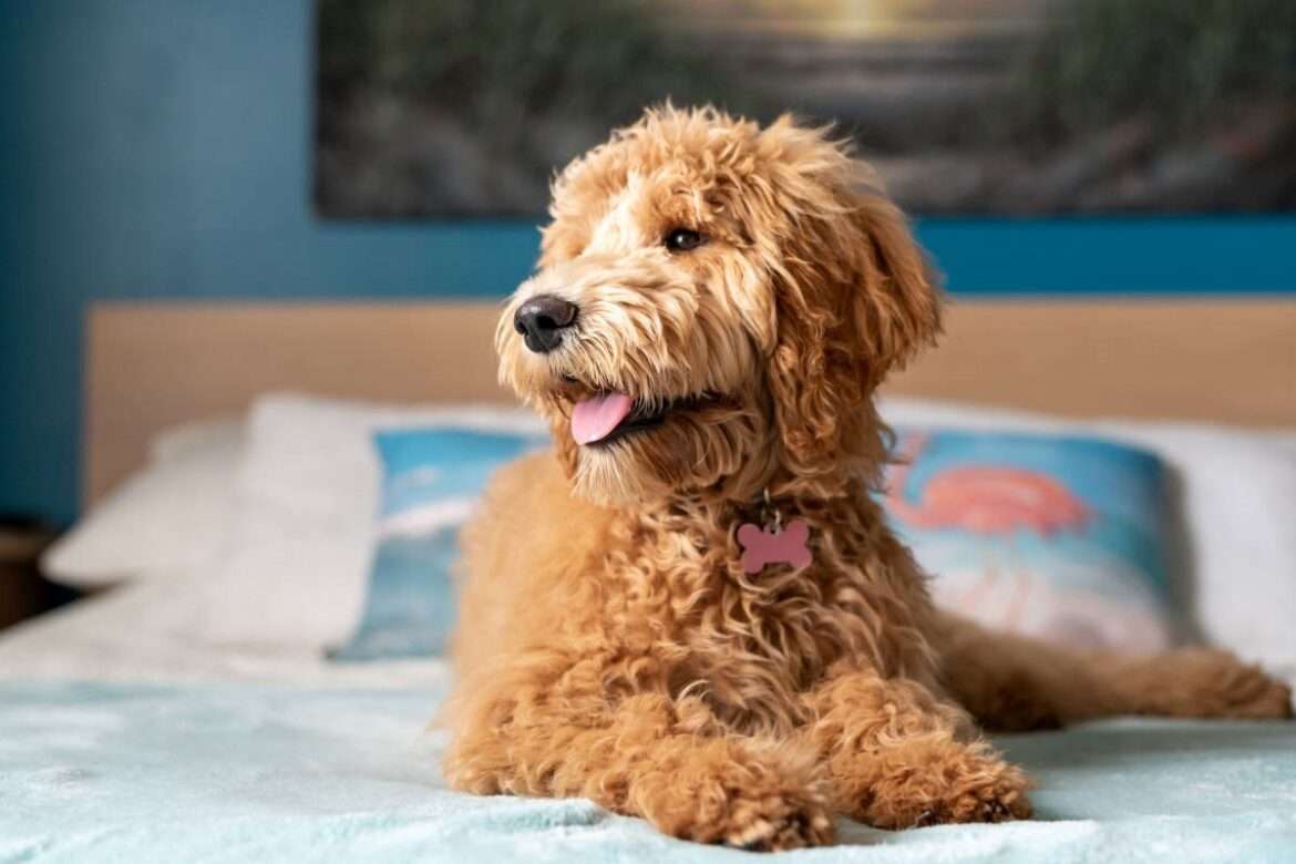 Mini Goldendoodle – Size, Weight, And Care